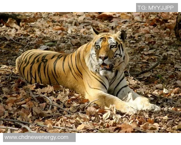 印度体育界的璀璨星辰盘点十大明星运动员排名榜 印度体育界的璀璨星辰盘点十大明星运动员排名榜